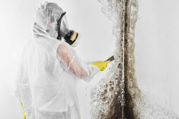 Professional Mold Remediation in South Farmingdale, NY